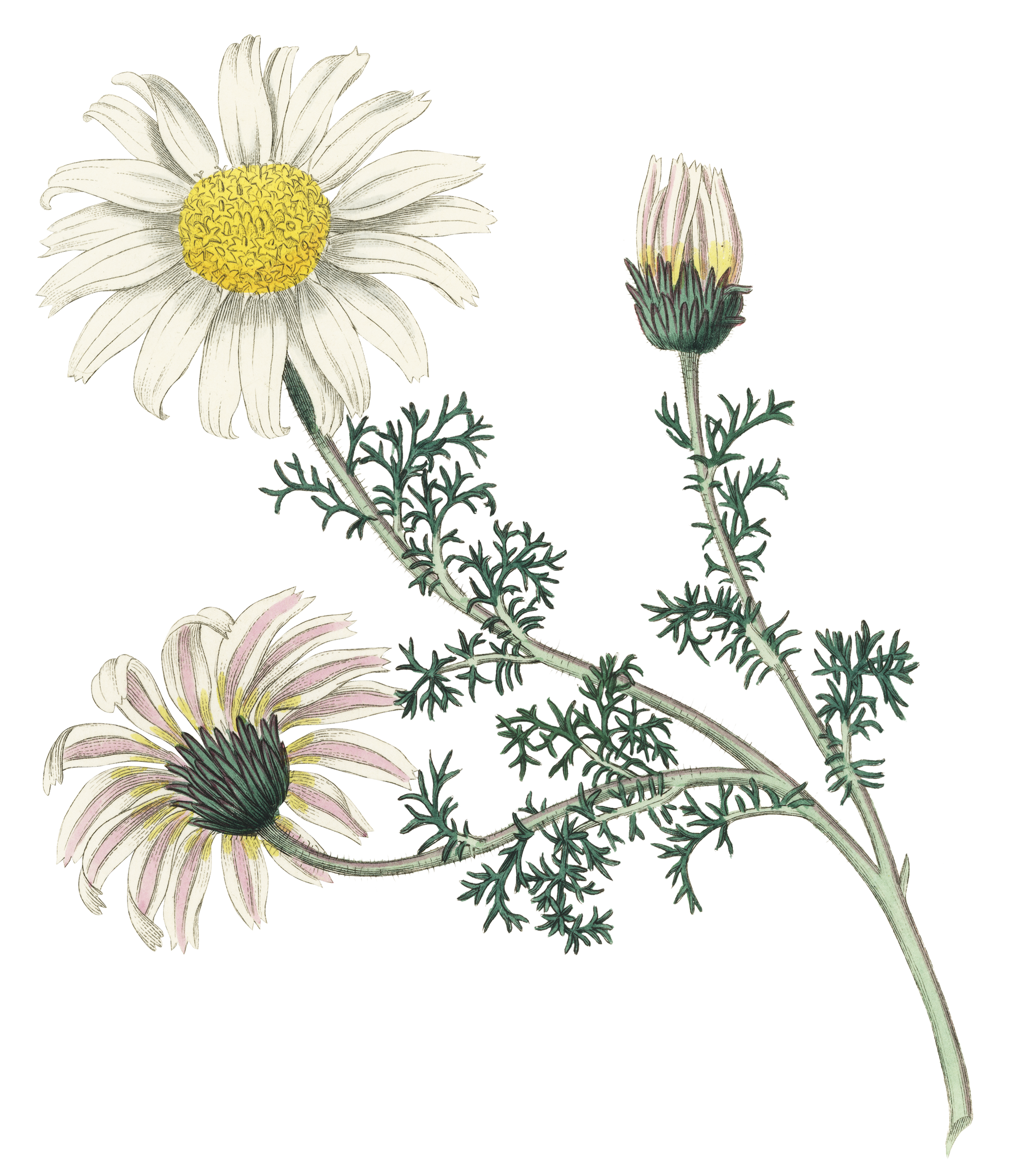 Chamomille