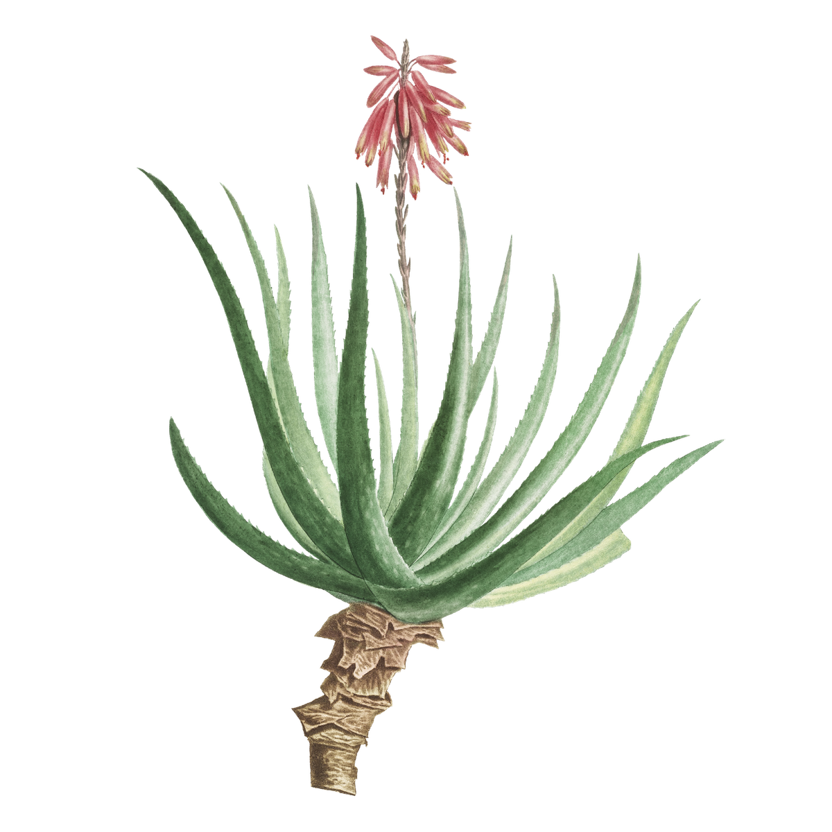 Aloe Socotrina