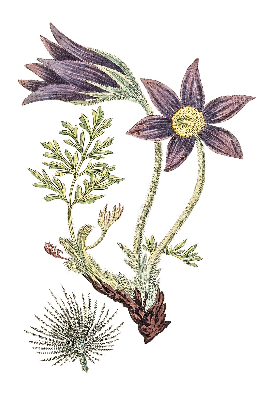 Pulsatilla