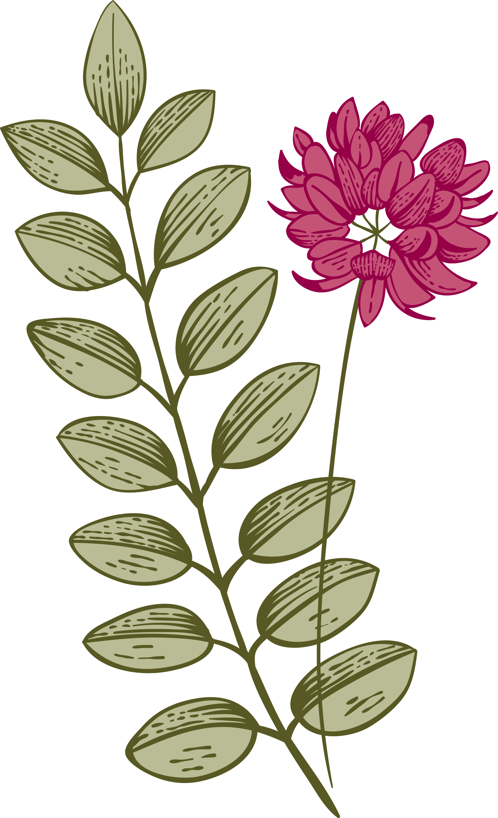 Botánica Decorativa