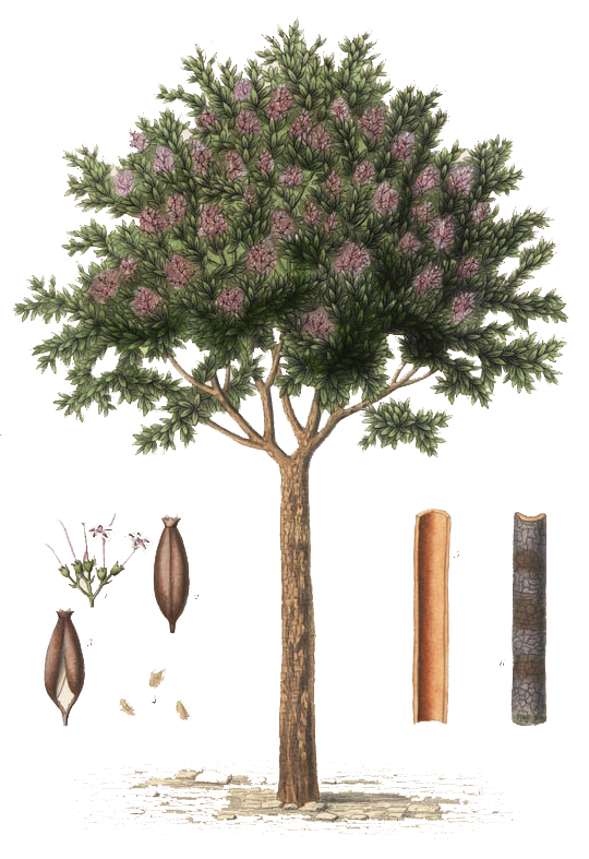 Árbol de quinina